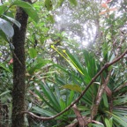 39. Fleurs de Vernonia fimbrillifera - Bois de source ou Bois de Sapo - Astéracée - B IMG_4028.JPG.jpeg