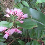 43. fleurs de Syzygium cymosum - Bois de pomme rouge - Myrtacée - B IMG_4033.JPG.jpeg