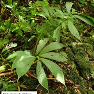 12- Elatostema fagifolium (2).jpg