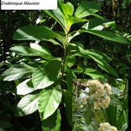 48- Vernonia fimbrillifera.jpg