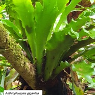 65- Anthrophium giganteum.jpg