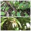 Angraecum mauritianum - EPIDENDROIDEAE - Indigene Reunion - 20230510_120457.jpg