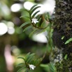 Angraecum pectinatum - EPIDENDROIDEAE - Indigene Reunion - MB3_2118.jpg