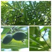 Ochrosia borbonica - Bois jaune - APOCYNACEAE - Endemique Reunion Maurice - 20230510_115314.jpg