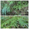 Ptisana fraxinea - Fougere tortue - Marattiaceae - Indigene Reunion - 20230510_120001.jpg