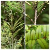 Zanthoxylum heterophyllum - Poivrier des hauts - RUTACEAE - Endemique Mascareignes - 20230510_120603.jpg