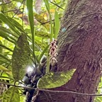 2. ??? Bulbophyllum variegatum Thouars IMG_8589.JPG.jpeg