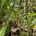 5. ??? Bulbophyllum variegatum Thouars.jpeg