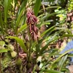 6. ??? Bulbophyllum variegatum Thouars IMG_8602.JPG.jpeg