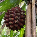 8. Fruit du Pandanus purpurascens - Vacoa des hauts - Pandanaceae - Mascar. (B).jpeg