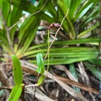 15. ??? Bulbophyllum bernadetteae IMG_8621.JPG.jpeg