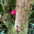 18. Fruits du Syzygium cymosum - Bois de pomme rouge - Myrtacée - B  IMG_8630.JPG.jpeg