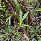 20. ??? Angraecum striatum - Ø - Orchidaceae IMG_8632.JPG.jpeg
