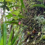 21. ??? Bulbophyllum variegatum Thouars IMG_8633.JPG.jpeg