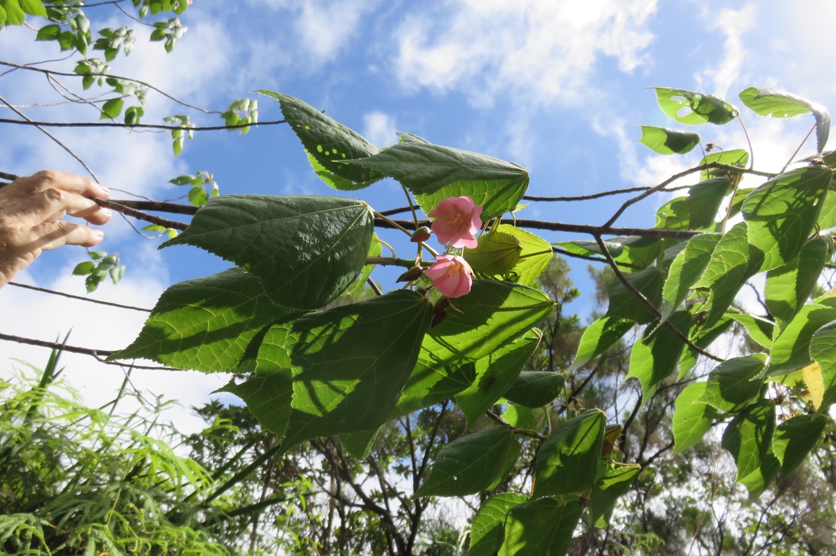 12 Dombeya elegans - Mahot rose - Malvaceae- endémique Réunion