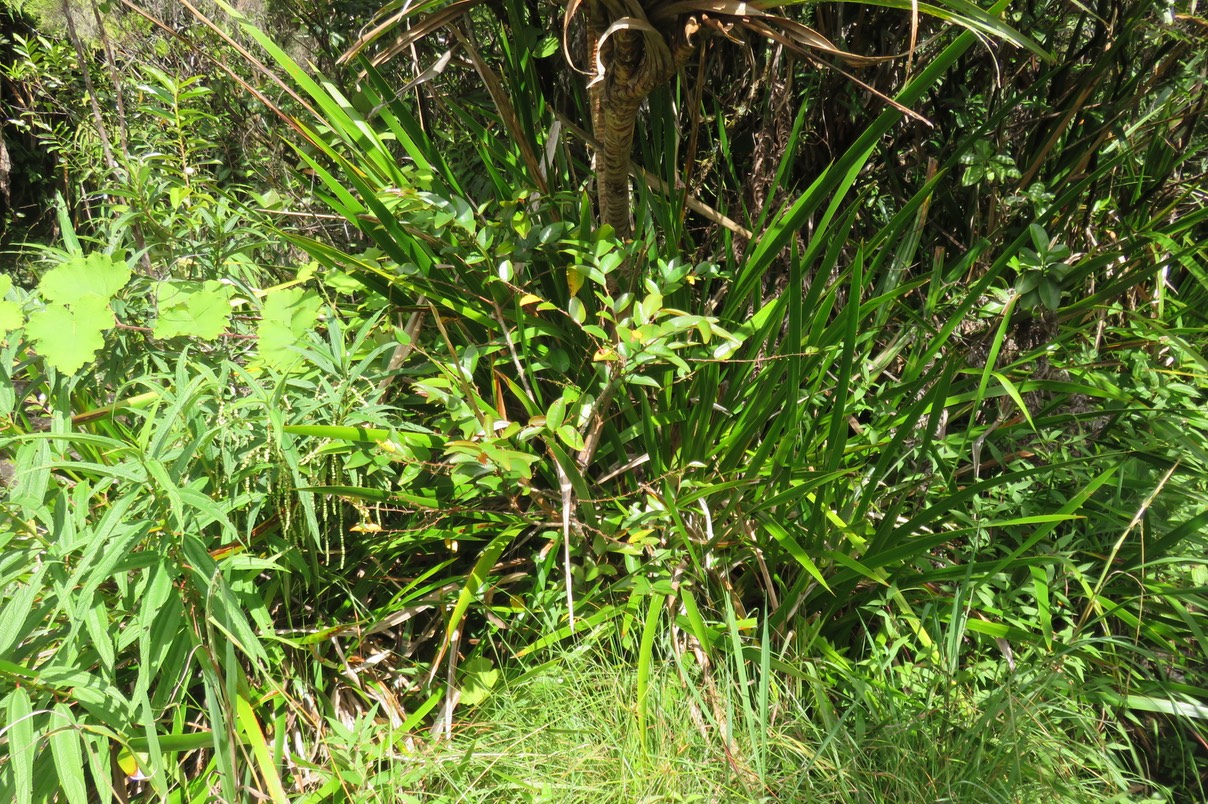 13  Phyllanthus phillyreifolius Poir. - Bois de négresse - Phyllanthaceae - Endémique Réunion et Maurice