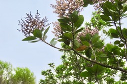 15 Nuxia verticillata - Bois maigre - Stilbacée-M.
