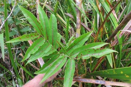 2 Antidesma madagascariense - Bois de cabri (blanc) - Euphorbiaceae