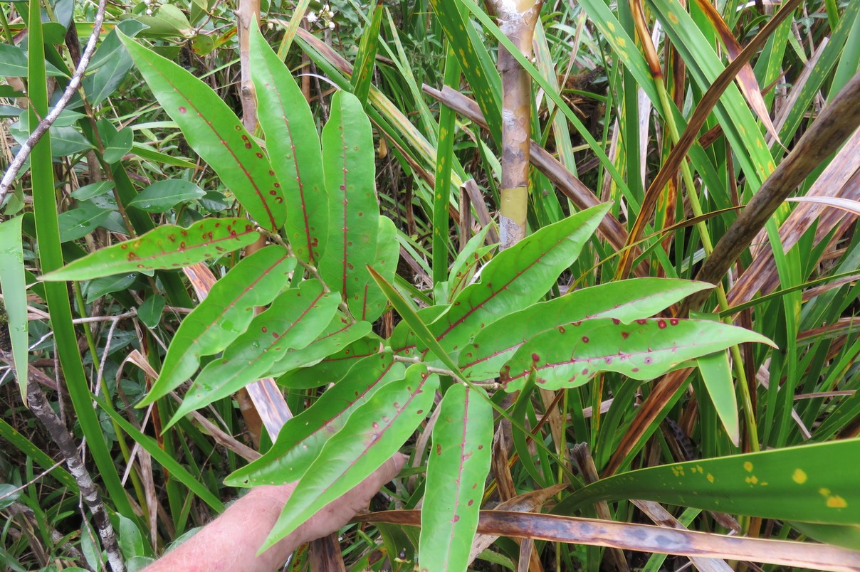 2 Antidesma madagascariense - Bois de cabri (blanc) - Euphorbiaceae