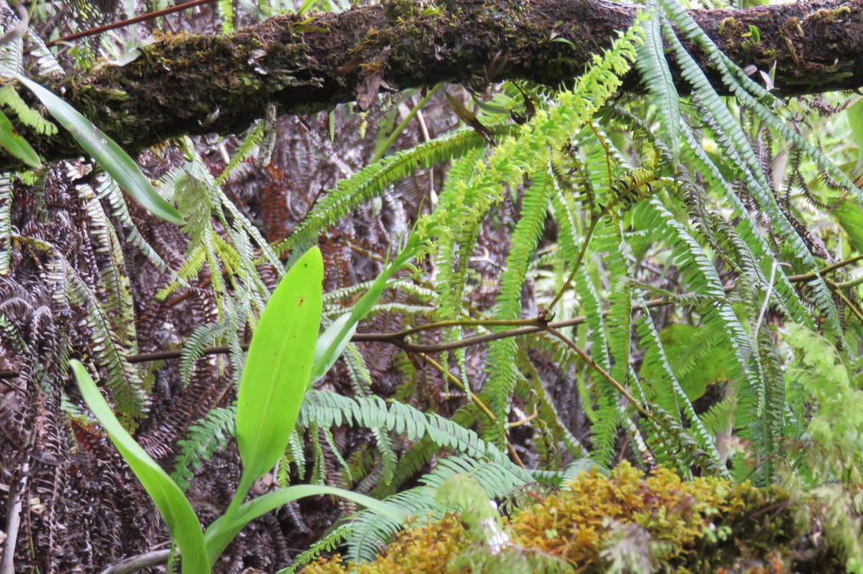20 Benthamia nigrescens  - - Orchidaceae - Indigène Réunion