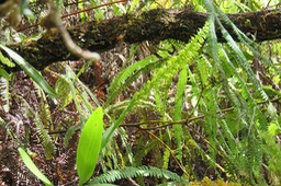 21 Benthamia nigrescens  - - Orchidaceae - Indigène Réunion