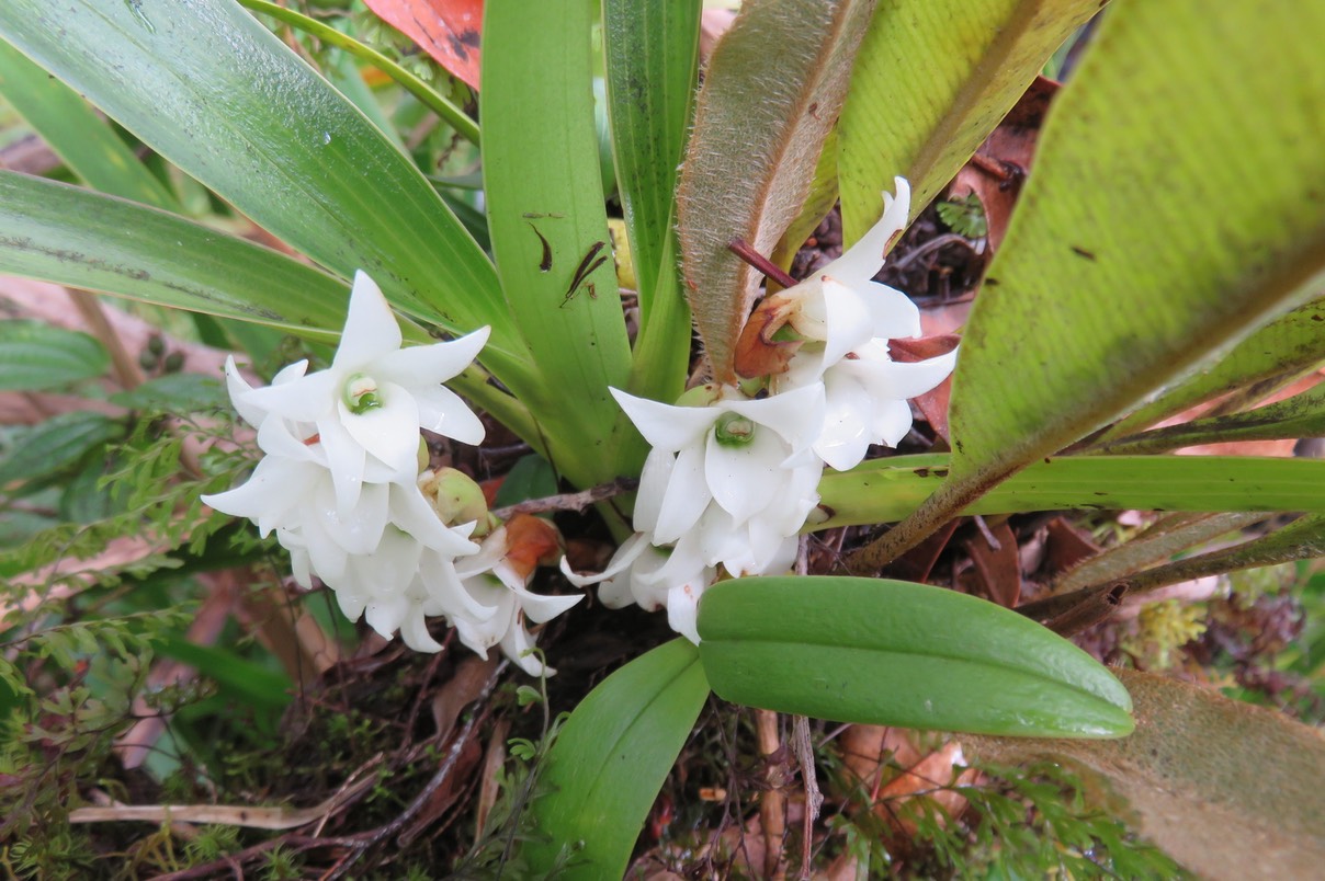 3 Angraecum ??? bracteosum - Orchidaceae -