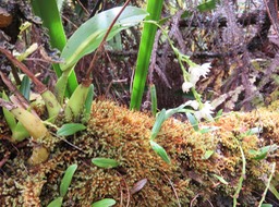 31 Polystachia cultriformis - - Orhidacea - Indigène Réunion