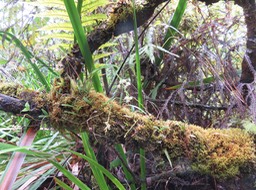 34 Polystachia cultriformis - - Orhidacea - Indigène Réunion
