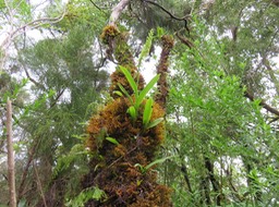 36 Benthamia nigrescens  - - Orchidaceae - Indigène Réunion