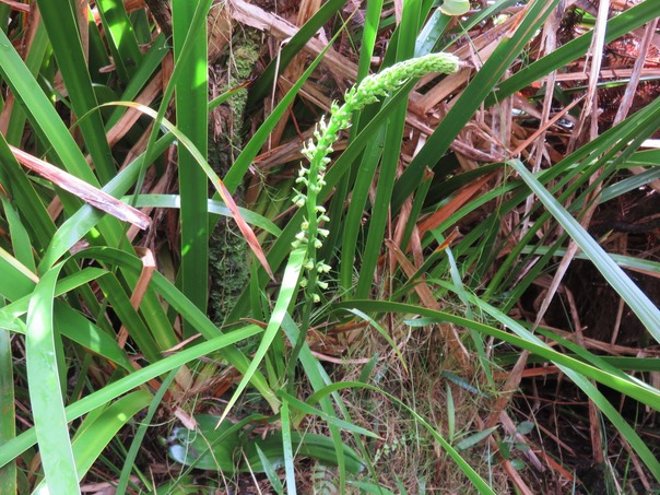 37 Benthamia latifolia - - Orchidaceae