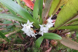 4 Angraecum ??? bracteosum - Orchidaceae -