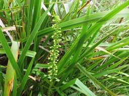 40 Benthamia latifolia - - Orchidaceae