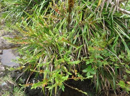 45 Phyllanthus phillyreifolius Poir. - Bois de négresse - Phyllanthaceae - Endémique Réunion et Maurice