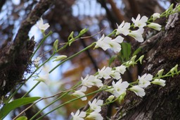 58 Beclardia macrostachya - Orchidée Muguet -  ORCHIDACEAE -i