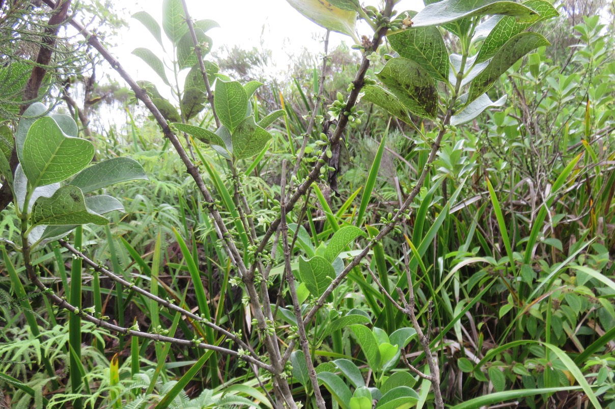 6 Fleurs fruits Geniostoma borbonicum - Bois de piment ou Bois de rat - Loganiaceae