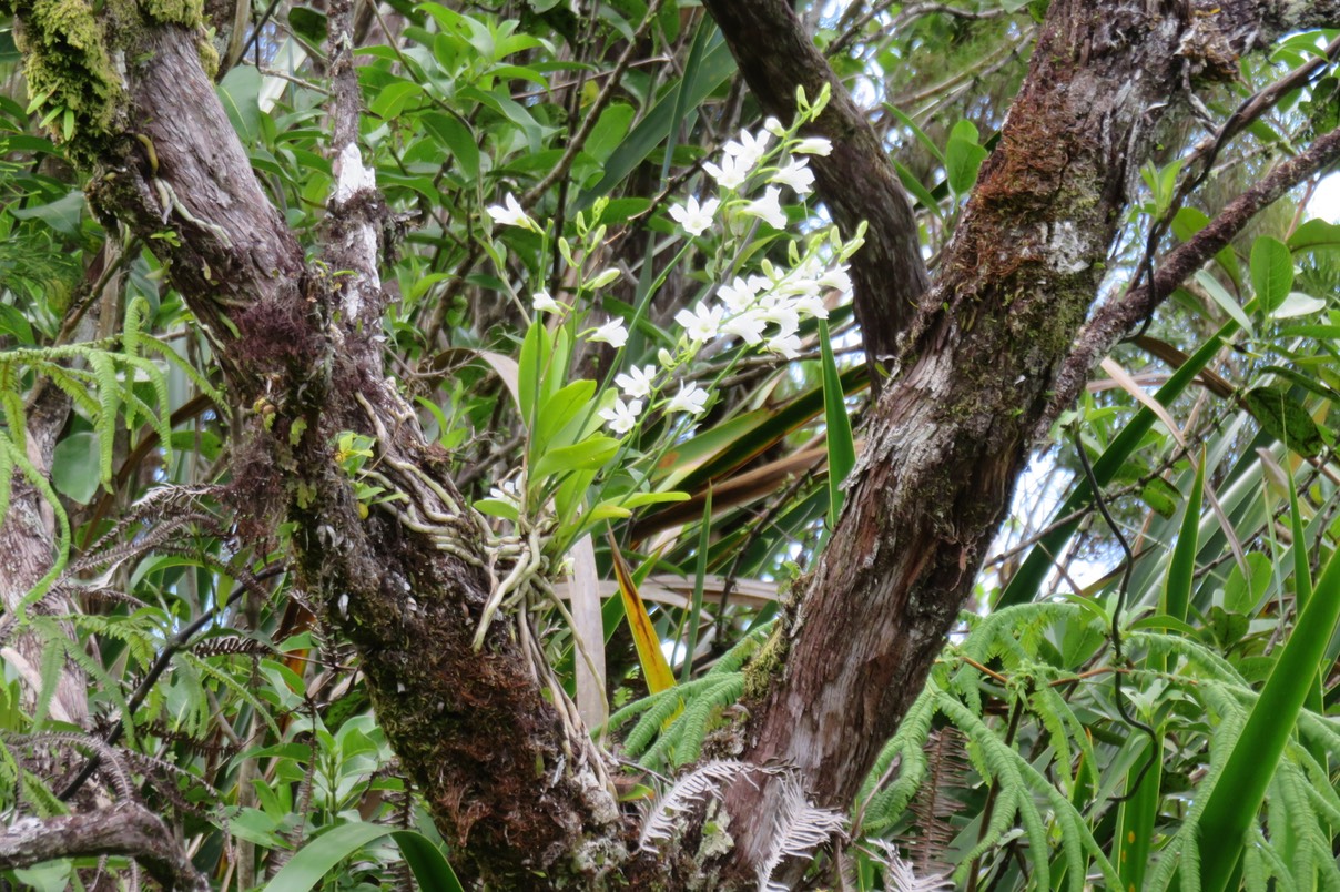 62 Beclardia macrostachya - Orchidée Muguet -  ORCHIDACEAE -i