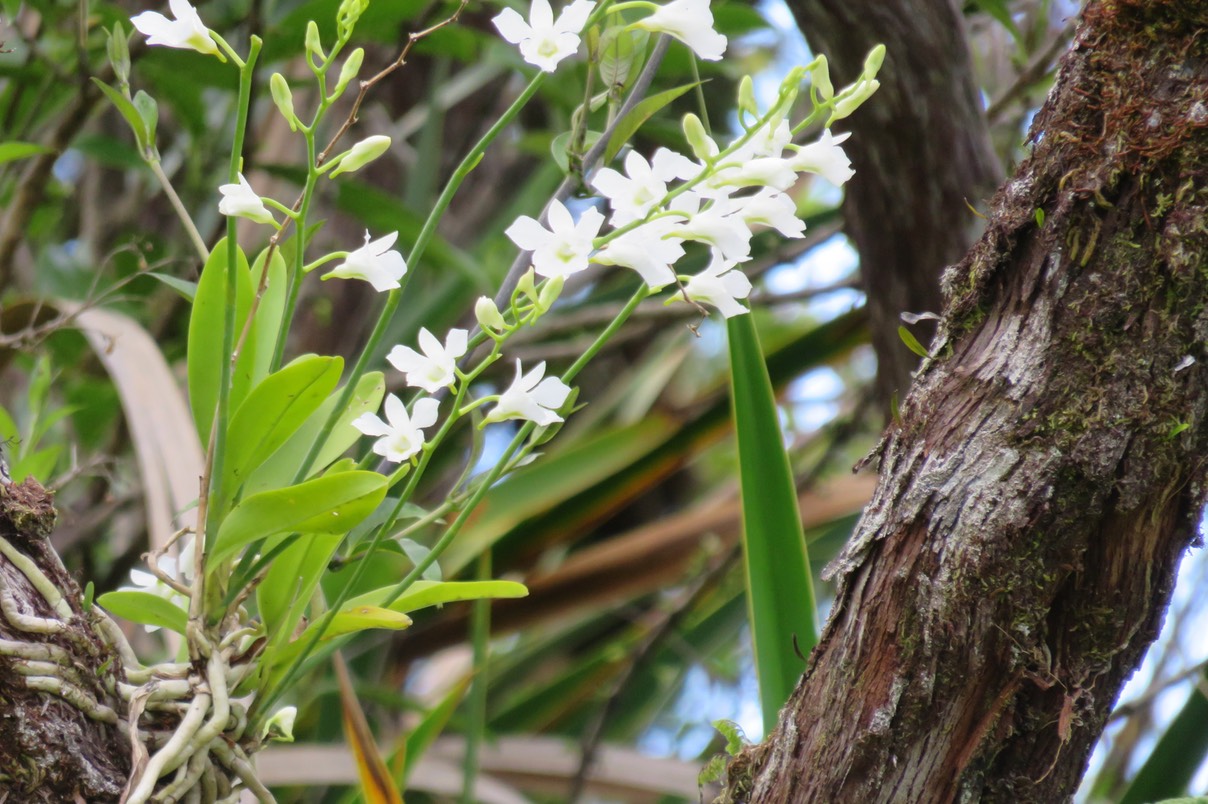 63 Beclardia macrostachya - Orchidée Muguet -  ORCHIDACEAE -i