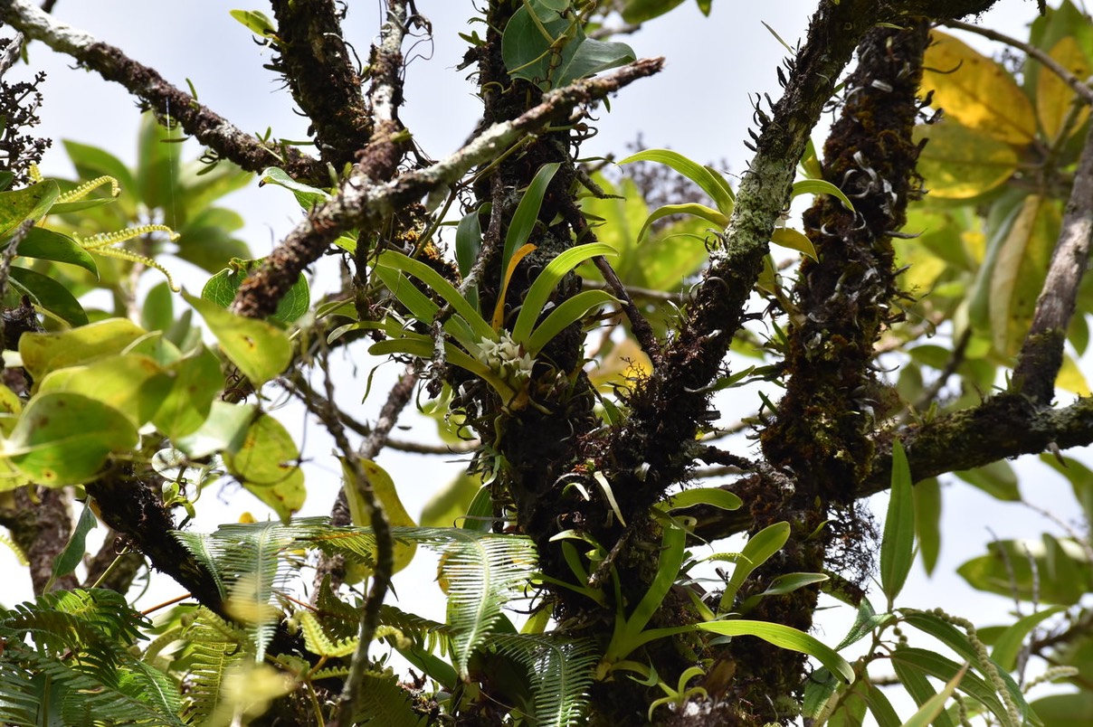 Angraecum bracteosum - EPIDENDROIDEAE - Endémique Réunion