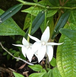 Angraecum ramosum . orchidaceae P1550194