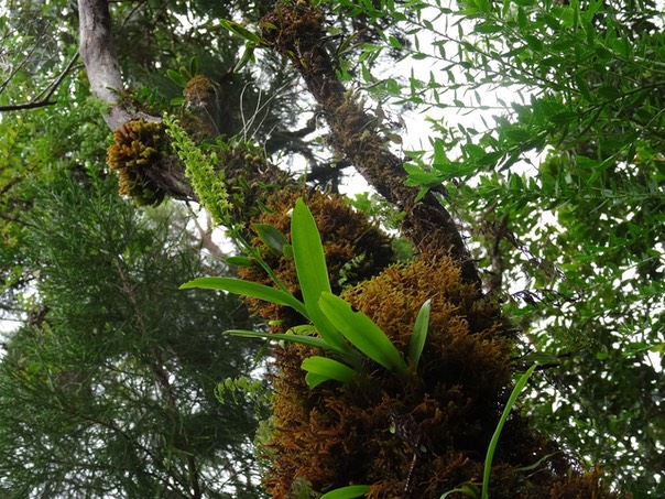 Benthamia nigrescens - ORCHIDOIDEAE - Indigène Réunion 