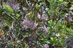 Bois maigre en fleurs - Nuxia verticillata - STILBACEAE - Endémique Réunion Maurice