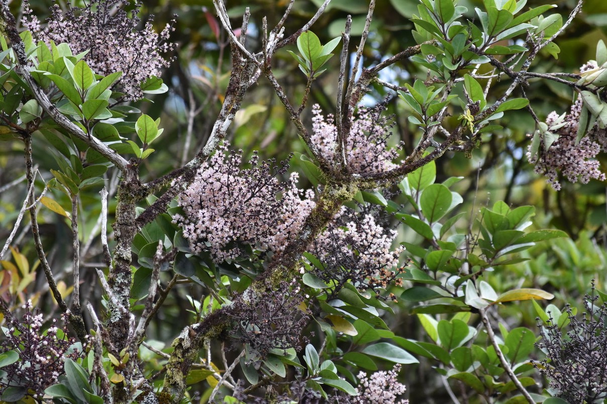 Bois maigre en fleurs - Nuxia verticillata - STILBACEAE - Endémique Réunion Maurice