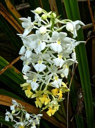 Calanthe sylvatica .variante blanche . orchidaceae P1550203