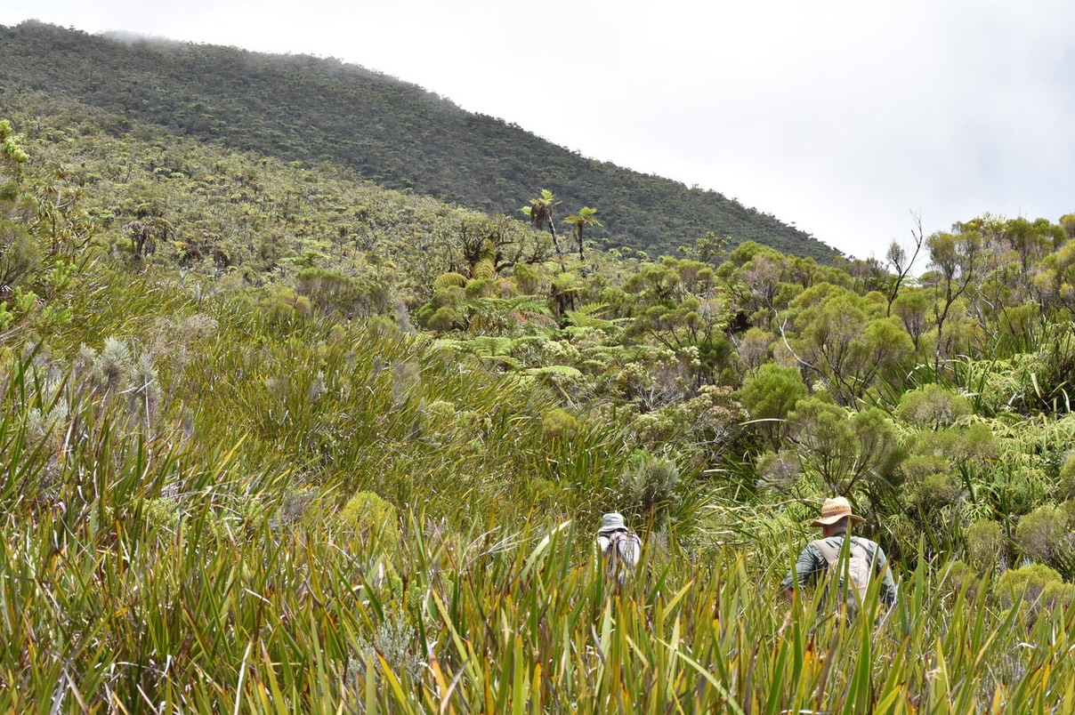 Cheminement dans les pailles sabre - Machaerina iridifolia - CYPERACEAE - Endémique Réunion, Maurice
