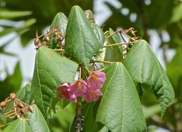 Dombeya elegans . mahot rose . malvaceae . endémique Réunion P1540842