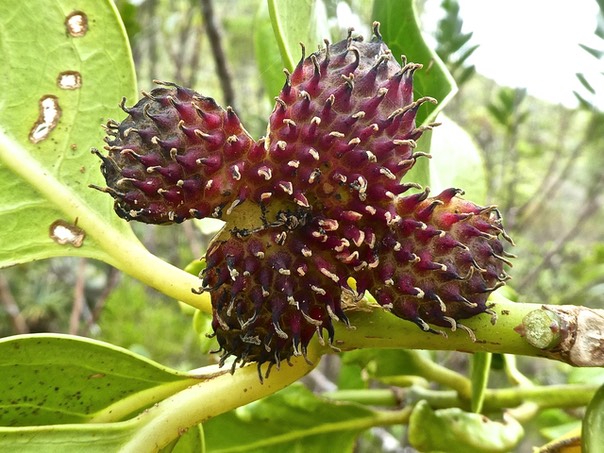fleur mâle de bois de tambour . monimiaceae P1550080