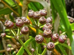 Fruits de Polyscias sp (coriacea ??)  araliaceae   P1540970