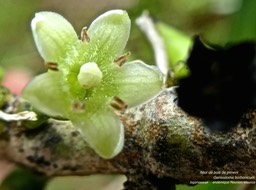 Geniostoma borbonicum.  bois de piment . loganiaceae .endémique Réunion Maurice P1540869