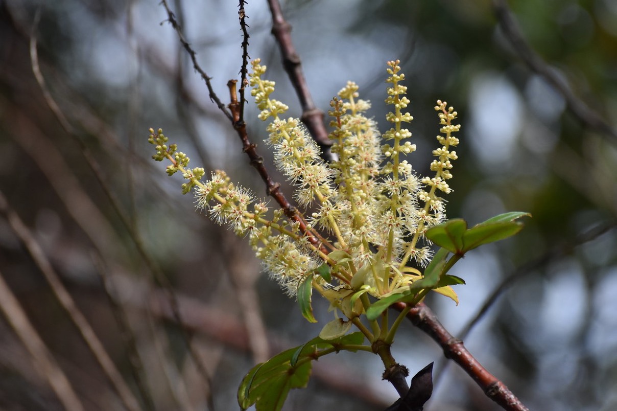 Inflorescences de Ti Tan - Weinmannia mauritiana - CUNONIACEAE - Endémique Réunion, Maurice