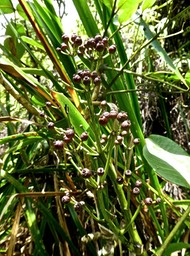  infrutescence de Polyscias sp (coriacea ? ? ) araliaceae P1540968